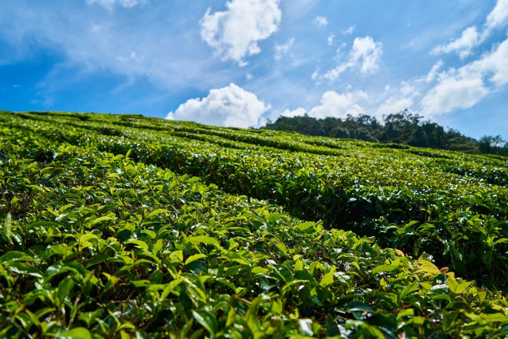 お茶が成長する地域と気温